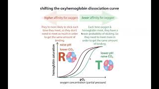 Hemoglobin regulation – Bohr effect [upl. by Nosirb]