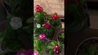 Noyontara tamil bgm music song love nature gardenseries tamilbgm gardening [upl. by O'Donoghue]