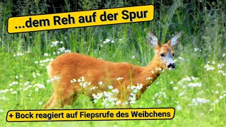 Wildtiere im Wald und in der Natur entdecken [upl. by Harolda]