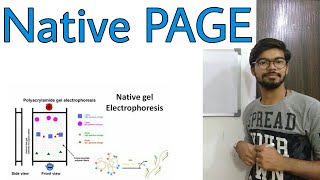 Native PAGE gel electrophoresis [upl. by Corby]