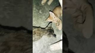 Aapas Mein khelte Hue Billi ke bacche [upl. by Wylie648]