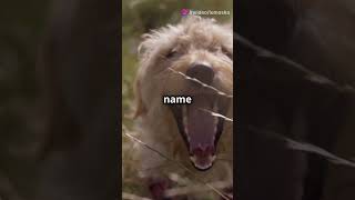 Top Dog Namesdogfacts dog doglover dogshorts dogsofinstagram cuteanimal [upl. by Serge]