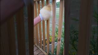 How to Stain Deck Spindles [upl. by On]