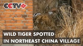 Wild Tiger Hurts Villager in Northeast China Village [upl. by Iey493]