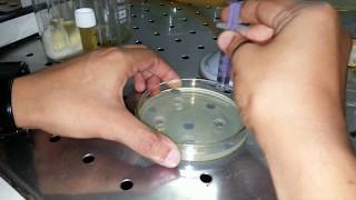 How to make perfect wells on an agar plate [upl. by Macleod]