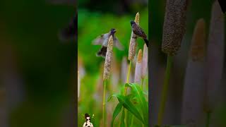 Nature And Wildlife Video  Bird and animal is beautiful creature on our planet [upl. by Kelwin]