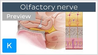 Olfactory nerve location and path preview  Human Anatomy  Kenhub [upl. by Ulrikaumeko]