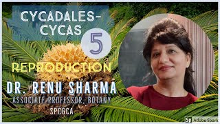 Cycadales  CYCAS Part  5  Dr Renu Sharma [upl. by Doane]