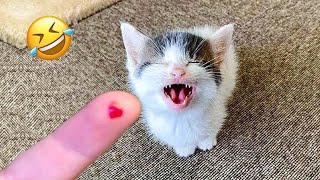 Funniest Animals 😄 New Funny Cats and Dogs Videos 😹🐶  Part 18 [upl. by Jimmie]