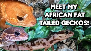 Meet My African Fat Tailed Geckos [upl. by Belldas]