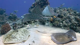 Eagle Ray and Stingrays Myliobatiformes [upl. by Namien]