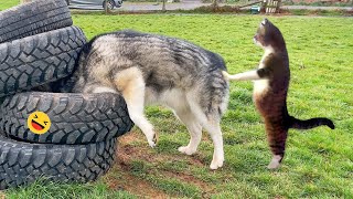 Funny Dogs And Cats Videos 2023 😅  Best Funniest Animal Videos Of The week 2 [upl. by Ariay]