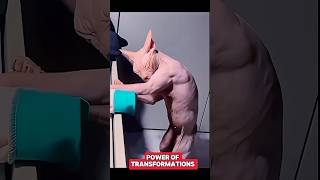 Power of Transformations 🗿trolltrollfaceeditshortsyoutubeshorts [upl. by Sheaff731]