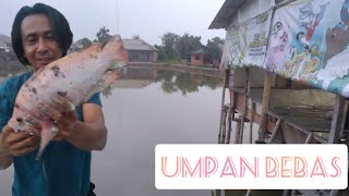 Penambahan Ikan 100kg bonus ikan Lama banyak Acara Mabar Berhadiah 10 Nevember 2024 [upl. by Bevus]