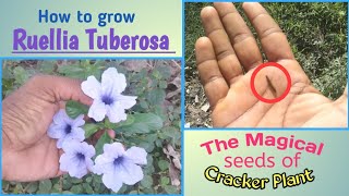 Ruellia tuberosa  Popping pod Cracker plant growing tips and medicinal uses [upl. by Bathsheba]