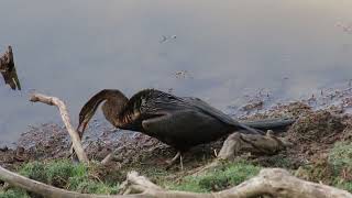 Oriental Darter Vs Cat Fish  Ranthambhore Tiger Reserve [upl. by Deehan]