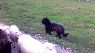 Herding Bergamasco in the Swiss Alps [upl. by Neslund]