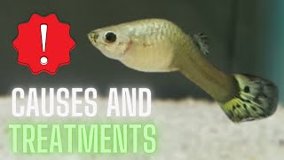 Guppy Fish Care – Guppy Bent Spine – Causes and Treatments [upl. by Aekerly]