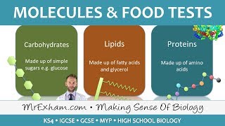 Molecules and food tests  GCSE Biology 91 [upl. by Lorilyn452]