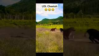 Look at this dude 😂😂😂 lol cant do anything Cheetah [upl. by Ahcorb34]