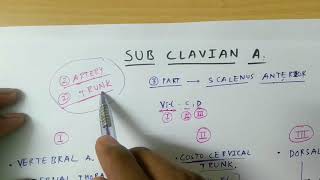 Sub Clavian Artery  TCML [upl. by Nimaynib]