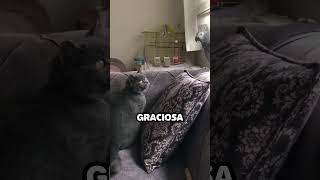 Loro copia la voz de su dueño para calmar a gato [upl. by Halley]