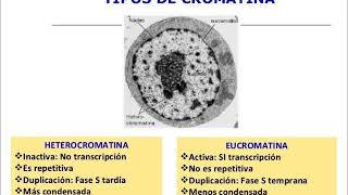 Bioquímica molecular Biología molecular 10 Cromatina y cromosomas 🧬 [upl. by Elleret]