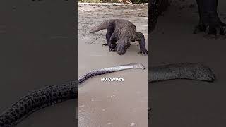 The Komodo Dragon Natures Fearsome Giant Lizard [upl. by Gnahk]