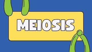 Homologous chromosomes vs sister chromatids [upl. by Haerr]