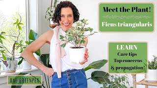 Ficus Triangularis  all you need to know to grow amp propagate this gorgeous houseplant [upl. by Verdha]