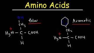 Introduction to Amino Acids [upl. by Stuckey]