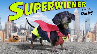 SUPERWIENER  The Funny Wiener Dog Superhero [upl. by Irvine105]