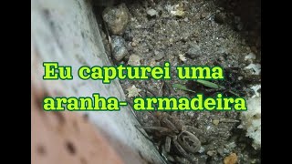 Capturei uma aranha  armadeira [upl. by Epoh]