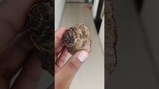 How to grow Beetroot😍 indianfarmer indianterracegardening phoolpatte indiangardeners shorts [upl. by Anyah]