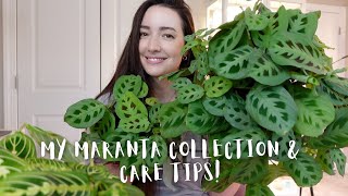 My complete Maranta Collection and Care tips  How I keep my Marantas happy [upl. by Tull]