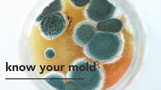 Trichoderma Fungi Some Surpising Facts [upl. by Helaina484]