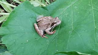 Frog jump from a leaf [upl. by Enawd]