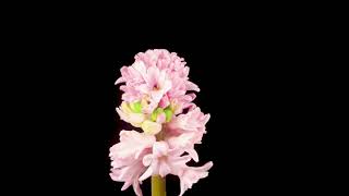 Pink Hyacinth Flower Blooming [upl. by Aititel]