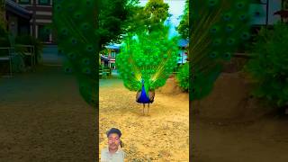 Peacock dance 🦚 shortvideo peacocklovertrendingshort peacock 🦚 dance viral video 🙏 [upl. by Iana]