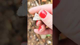 Finding Pottery Fragments in the Rubble Burslem StokeonTrent [upl. by Web]