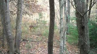 Huge 10 point white tail buck cades cove smoky mountains [upl. by Haela]