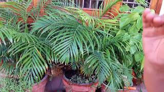 Care of Areca Palm in Summer  एरीका पाम की गर्मियों में देखभाल  Fun Gardening [upl. by Keil]