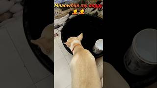 Mai Aisa hi hu 🐶🐕trending dogloverpetlover viraltrending shorts [upl. by Hanzelin]