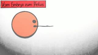 Die vorgeburtliche Entwicklung vom Embry zum Fetus  Biologie  Humanbiologie [upl. by Elleda]