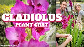 Gladiolus Plant Care  How to Care for Gladiolus [upl. by Frasch472]