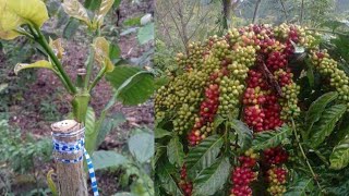 HOW TOCARA BUAT KOPI CEPAT BERBUAH SANGAT LEBAT [upl. by Allebasi]