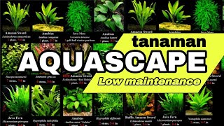 13 REKOMENDASI TANAMAN AQUASCAPE UNTUK AKUARIUM DAN KOLAM  MUDAH DIRAWAT UNTUK PEMULA [upl. by Ainessej]