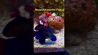 beautiful marine Fish Marine Aquarium set up marine Fish [upl. by Ver]