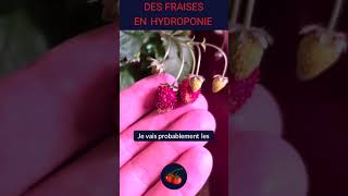 🍓 Premières fraises mûres en hydroponie [upl. by Sumetra]