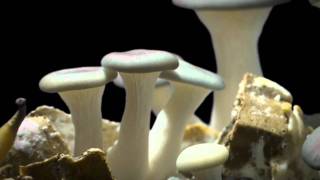 Oyster Mushroom Time Lapse Pleurotus ostreatus [upl. by Cirdek]